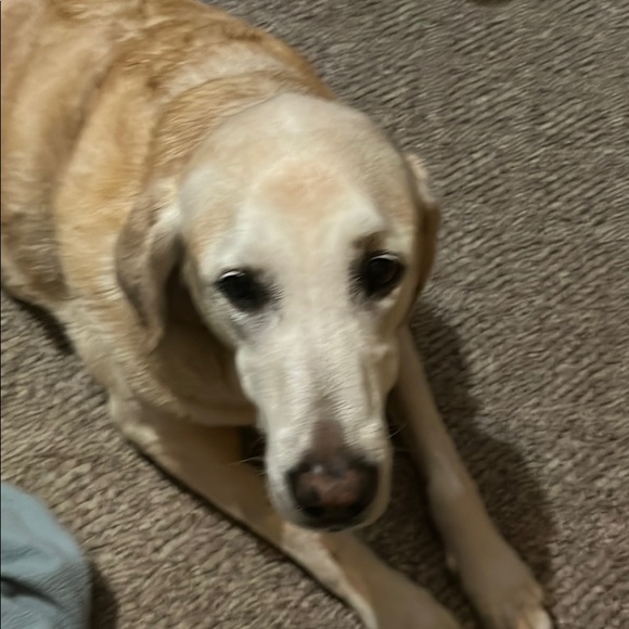 Meet your Posher, Cole - Picture 1 of 1